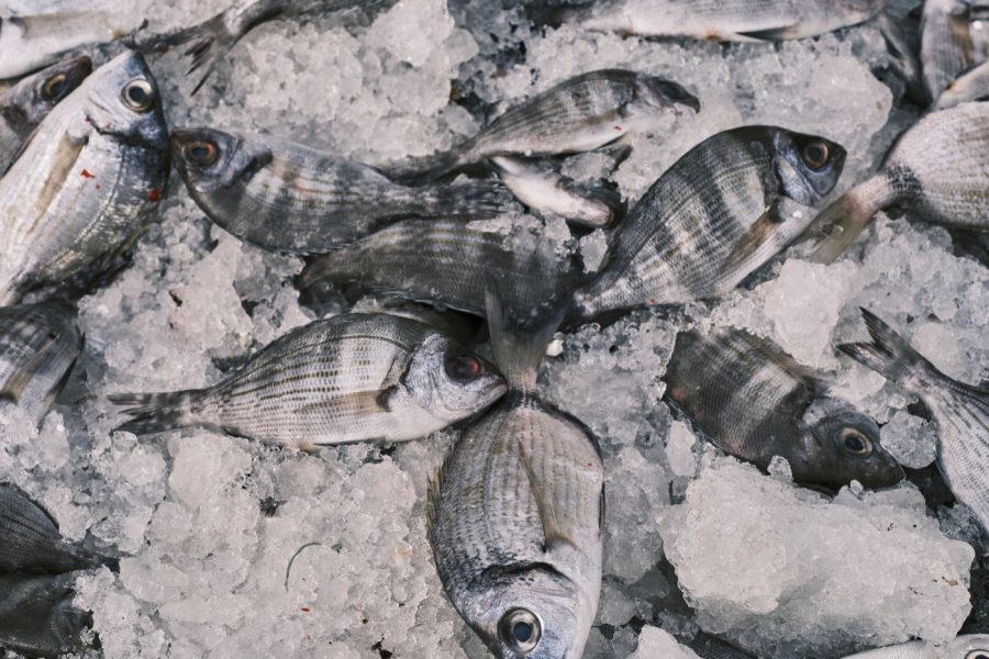 Saler et conserver le poisson frais à la maison