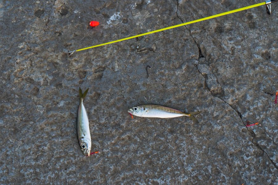 Tailles légales de capture pour la pêche en mer